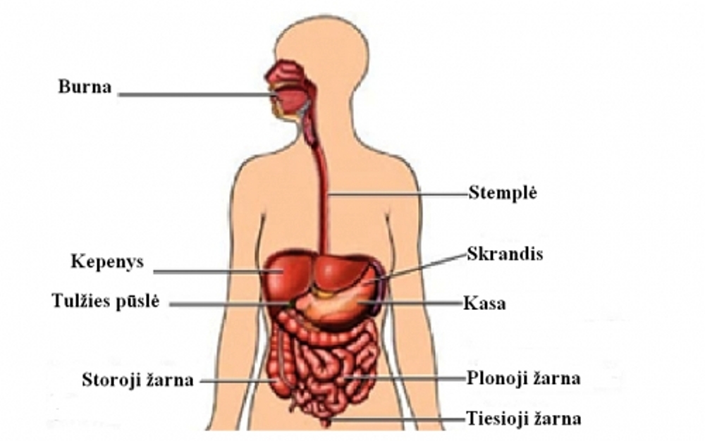 Fermentas pepsinas